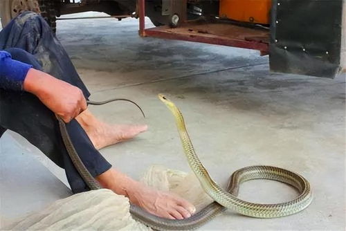 老人遭遇蛇咬，持杖还击